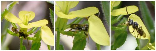 Nomada sp.